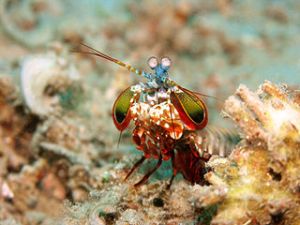 Peacock mantis shrimp (Photo by Jens Petersen (Own work) [GFDL, CC-BY-SA-3.0 or CC-BY-2.5], via Wikimedia Commons