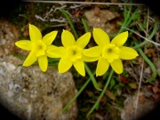 Narcissus assoanus (photo by Ghislain118 via Wikimedia commons)