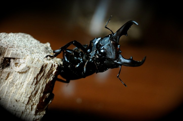 Dorcas titanus, better known as the giant stag beetle, has a dirty sounding name