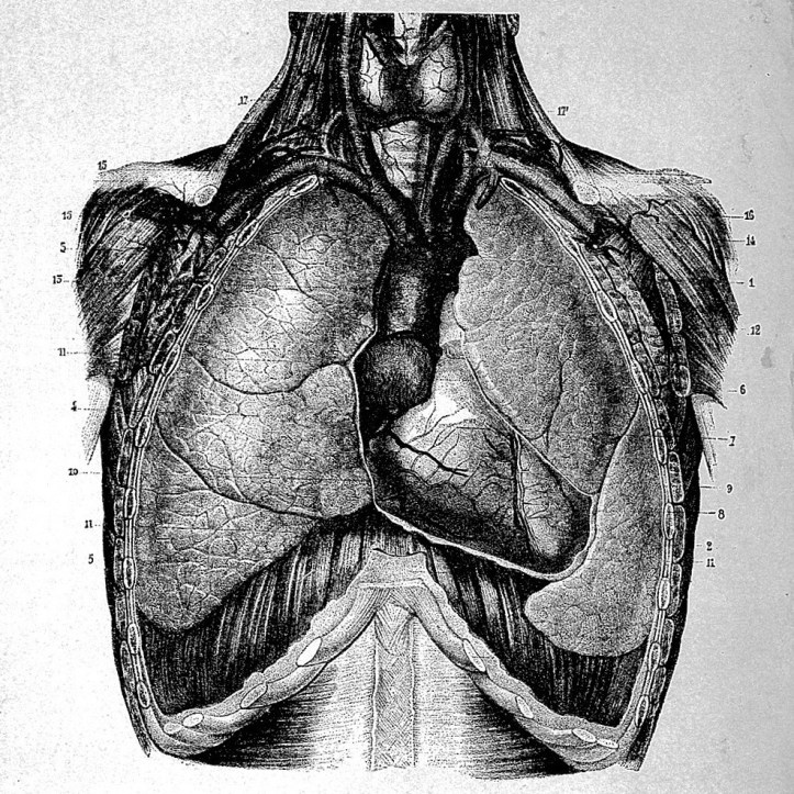 A hand-drawn illustration of lungs and other thoracic organs from a 19th Century anatomy text.