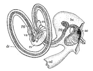 A drawing of the seed bug's labyrinthine genitalia (A. Tadler. Proc R Soc Lond B 1999)