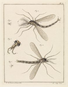 mosquitos