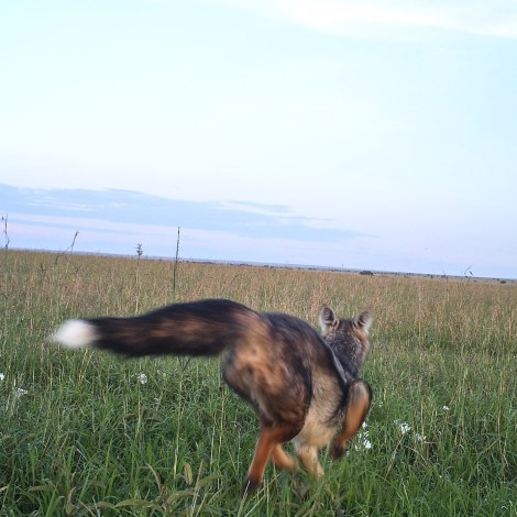 M2E42L155-153R399B310