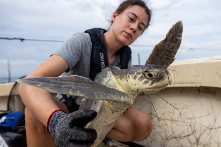 A sea turtle held in the gloved hands of a scientist in an open boat.