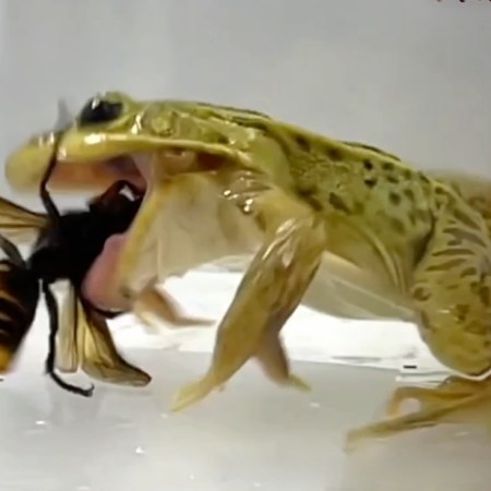 In a laboratory setting, a frog with its jaws wide begins to eat a giant hornet