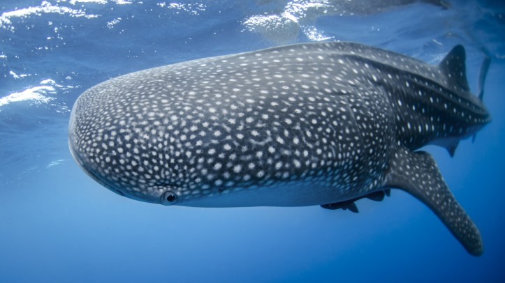 Imposing view of an approaching whale shark